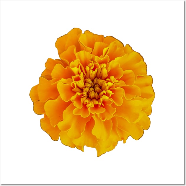 Orange Marigold Nature Floral Photo Wall Art by ellenhenryart